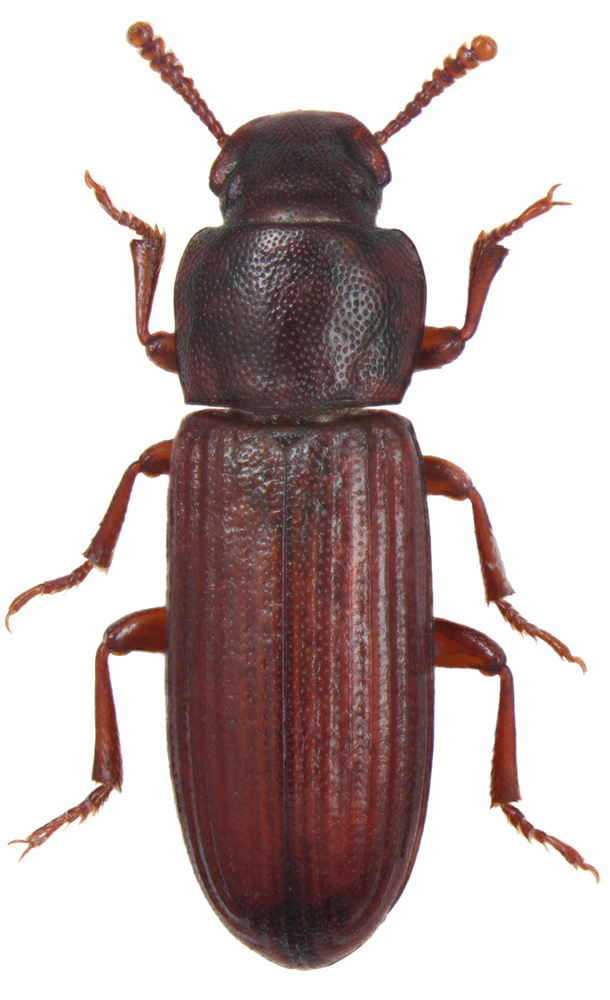 Tribolio confuso